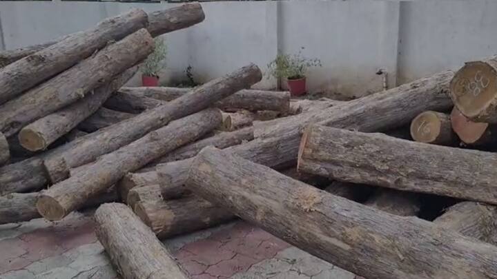 या संदर्भात उपवन संरक्षक धनंजय वायभासे यांना या संदर्भात विचारणा केली असता तक्रार प्राप्त झाली त्यावरून पथकाने सागवान ताब्यात घेतल्याचे सांगितले आहे.