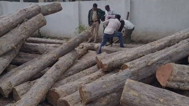 त्यावरून पथकाने धाड टाकून सागवान जप्त केले.