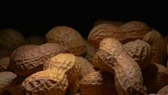 शेंगदाणे + पाणी यांचे मिश्रण तुमची तब्येत बिघडवू शकते? जाणून घेऊया!