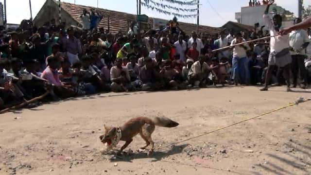 Fox Jallikattu: வங்காநரி ஜல்லிக்கட்டை தடுக்க 6 தனிப்படை... வங்காநரியை பிடித்து வந்தால் 7 ஆண்டு சிறை தண்டனை