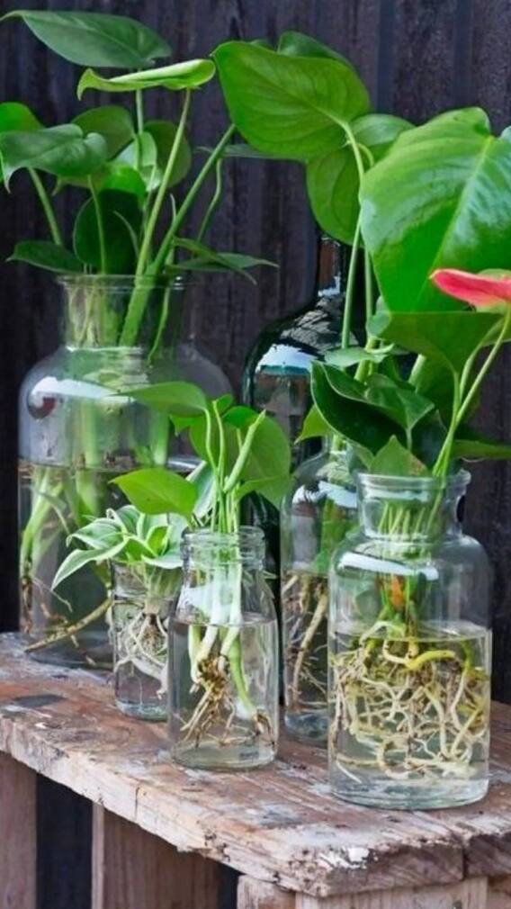 9 Plants That Can Thrive And Flourish In Water