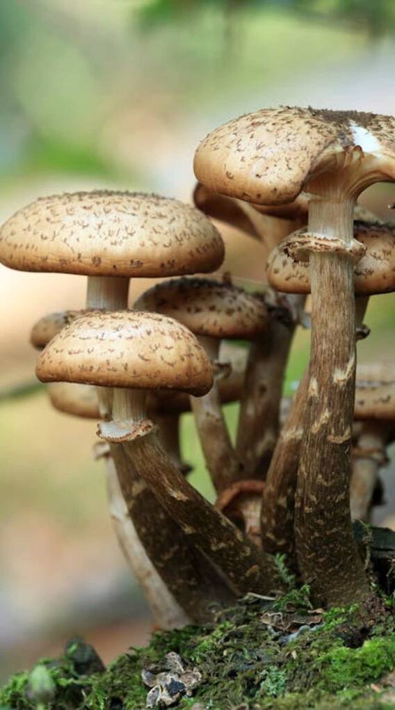 गमले में उग जाएगा मशरूम, आजमाएं यह तरीका