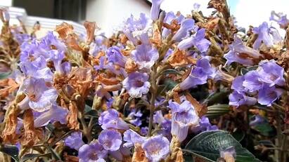 Rare blue kurinji blooms in Kodaikanal..! Tourists are excited.., Kurinji Flower : கொடைக்கானலில் மலர்ந்தது அபூர்வ நீல குறிஞ்சி..! சுற்றுலா பயணிகள் உற்சாகம்..,