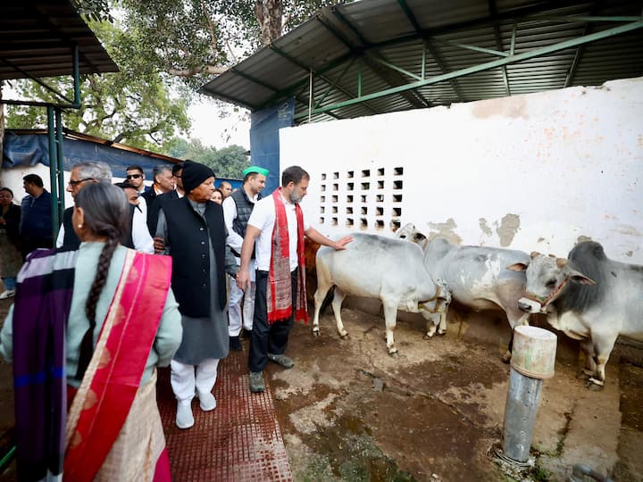 राहुल गांधी ने राबड़ी आवास में बने गौशाला को भी देखा. उसके बाद वहां मौजूद लोगों से इसके रख-रखाव के बारे में जानकारी ली.