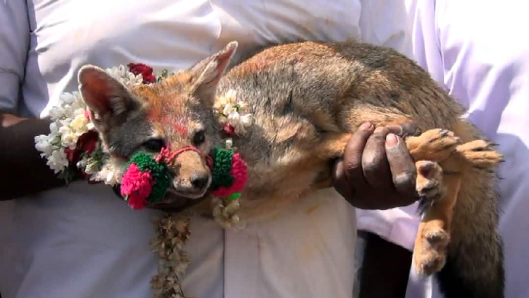 Fox Jallikattu: வங்காநரி ஜல்லிக்கட்டு நாளை நடத்த திட்டம்? தீவிர கண்காணிப்பில் வனத்துறையினர். Salem news Plan to hold fox jallikattu tomorrow? Forest Department under strict surveillance tnn Fox Jallikattu: வங்காநரி ஜல்லிக்கட்டு நாளை நடத்த திட்டம்? தீவிர கண்காணிப்பில் வனத்துறையினர்.