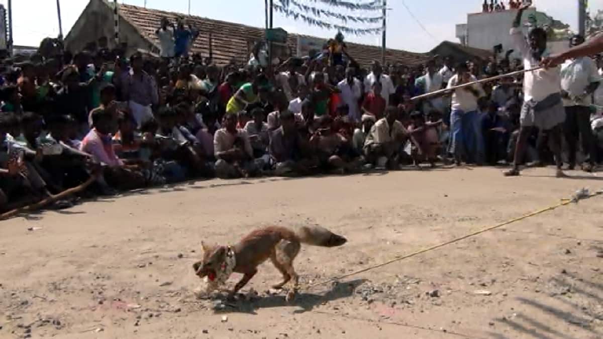 Fox Jallikattu: வங்காநரி ஜல்லிக்கட்டு நாளை நடத்த திட்டம்? தீவிர கண்காணிப்பில் வனத்துறையினர்.