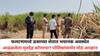 Satara Crime : फलटणमध्ये ऊसाच्या शेतात भयानक अवस्थेत आढळलेला मृतदेह कोणाचा? पोलिसांसमोर मोठं आव्हान, मिसिंग महिलांचा शोध, आत्तापर्यंत काय-काय घडलं?