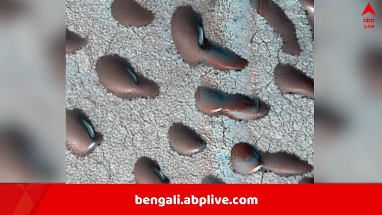 NASA Mars Reconnaissance Orbiter spot kidney beans like dunes trapped on red planet Mars Martian Kidney Beans: ঠিক যেন রাজমার দানা, লালগ্রহের মাটিতে এগুলো কী? বড় আবিষ্কার, বলছেন বিজ্ঞানীরা