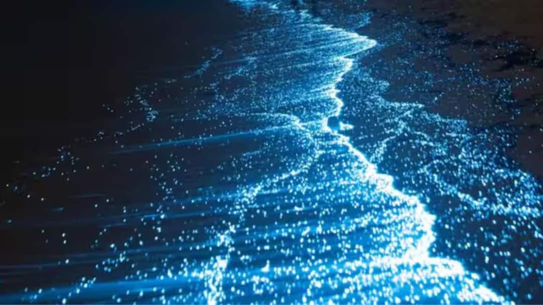 Bioluminescent Beach: எப்புட்றா..! நள்ளிரவில் ஒளிரும்  மாயாஜாலம்.. இந்தியாவின் வசீகரமான கடற்கரைகள்