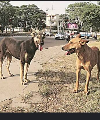 ਪੰਜਾਬ ਵਾਸੀਆਂ ਲਈ ਘਰੋਂ ਨਿਕਲਣਾਂ ਹੋਇਆ ਮੁਸ਼ਕਿਲ! ਗੁਰਦੁਆਰਿਆਂ 'ਚ ਹੋਇਆ ਇਹ ਐਲਾਨ...