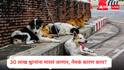 Morocco to cull 3 million stray dogs : 30 लाख श्वानांना मारलं जाणार, मोरोक्कोच्या घोषणेमुळे जगभरातून संताप; नेमकं कारण काय?