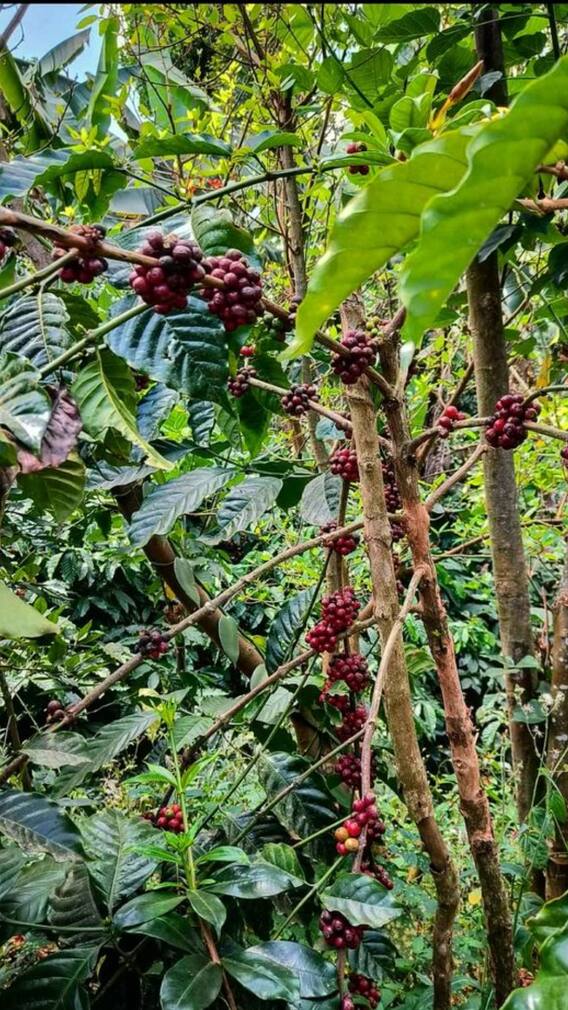 9 Reasons Why Karnataka’s Coffee Culture Is A Must-Experience