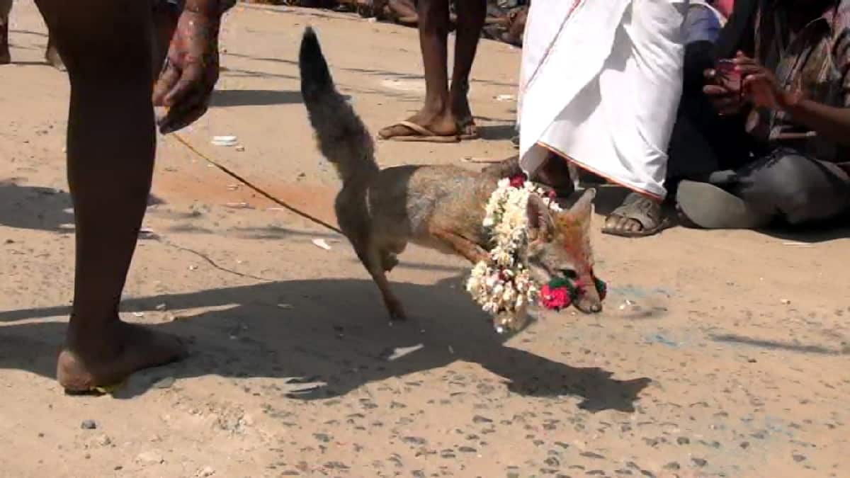 Fox Jallikattu: வங்காநரி ஜல்லிக்கட்டு நாளை நடத்த திட்டம்? தீவிர கண்காணிப்பில் வனத்துறையினர்.