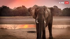 इन जानवरों को सोने के लिए नहीं पड़ता है लेटना, खड़े-खड़े सोते