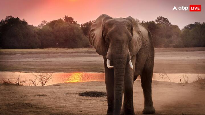 हाथियों के लिए खड़े होकर सोना आम बात है. लेकिन हां, हाथी भी अपने गहरी नींद के दौरान लेटकर ही सोना पसंद करती है.