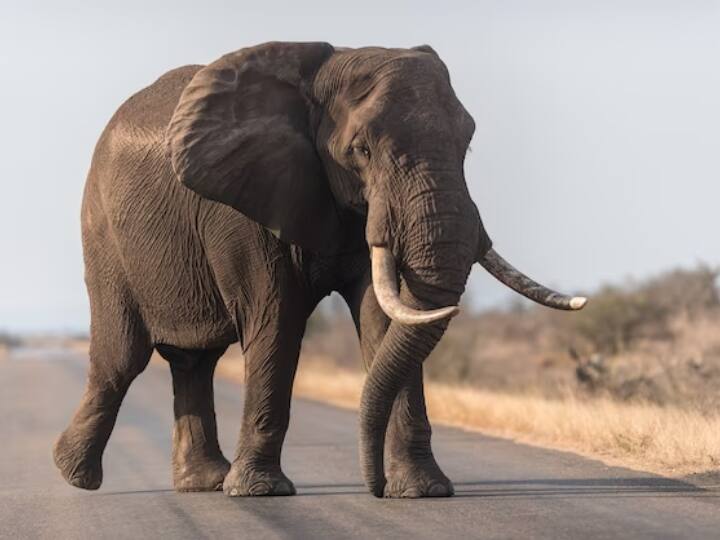 शोधकर्ता डॉ. मार्टिन सेल्‍टमैन के मुताबिक इंसानों की तरह हाथ‍ियों में दोस्‍तों का साथ इन्‍हें खुश रखता है. रिसर्च के सामने आया कि जिन हाथ‍ियों के दोस्‍त नहीं थे, उनके मल में स्‍ट्रेस हार्मोन का स्‍तर अध‍िक पाया गया है.