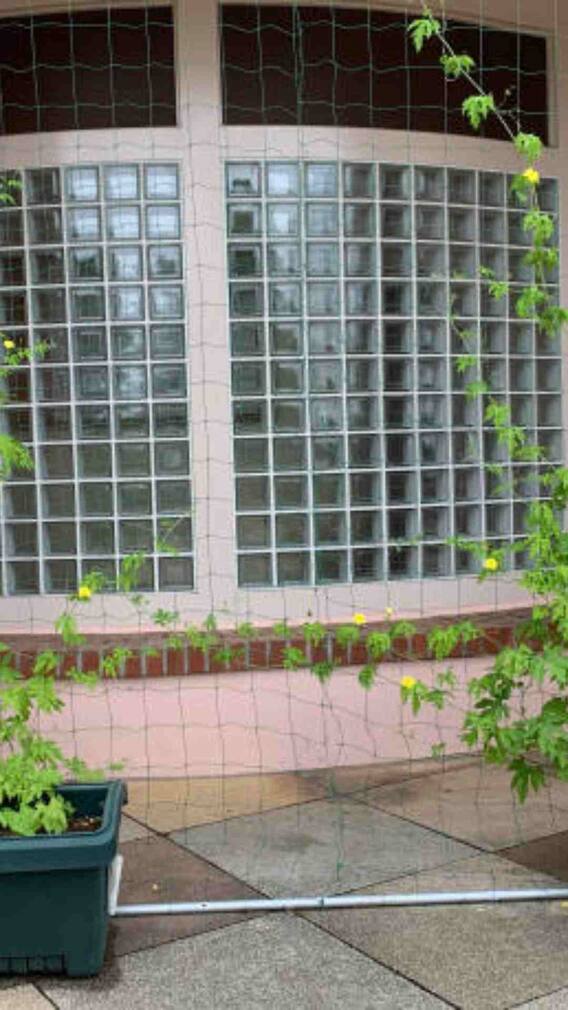 गमले में कैसे उगा सकते हैं करेला?