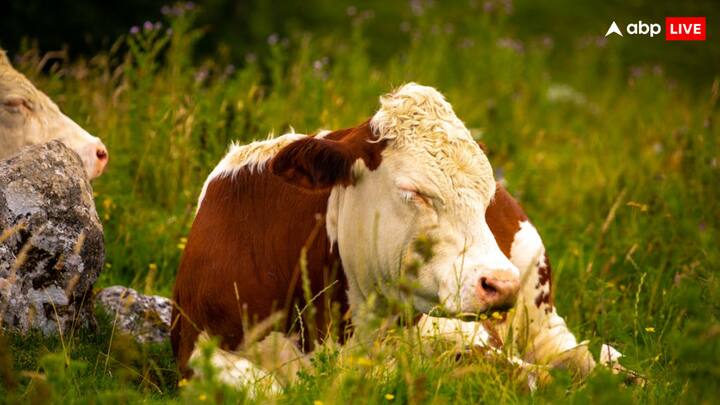 गाय भी अपने पैरों को लॉक करके खड़े-खड़े सो सकती है. लेकिन जब गाय को गहरी नींद की जरूरत होती है, तो वो जमीन पर लेटकर ही सोती है.