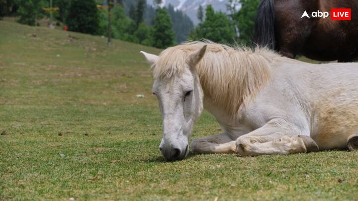 घोड़ा एक ऐसा जानवर है, जिसका इस्तेमाल इंसान सबसे ज्यादा करता है. लेकिन क्या आप जानते हैं कि घोड़ा शिकारियों से बचने के लिए खड़े-खड़े सोता है. ताकि जरूरत पड़ने पर वो तुरंत भाग सकें.