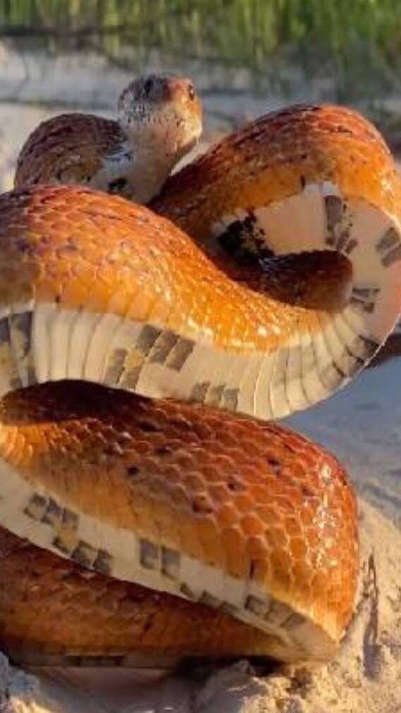 வித்தியாசமாக உடலை சுருட்டிக்கொள்ளும் பாம்பு... ஏனென்று தெரியுமா?