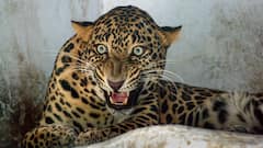 बिबट्यांची गँग आता सांगलीत दाखल, पावलांचे ठसे आढळले; नागरिकांना दक्ष राहण्याचे वनविभागाचे आवाहन