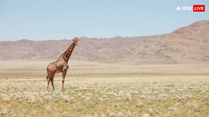 जिराफ भी खड़े-खड़े सोते हैं. हालांकि वो भी गहरी नींद के लिए कभी-कभी लेट सकते हैं. जिराफ भी शिकारियों से बचने के लिए खड़े-खड़े सोना पसंद करते हैं. क्योंकि लेटकर उठने में उन्हें समय लगता है.