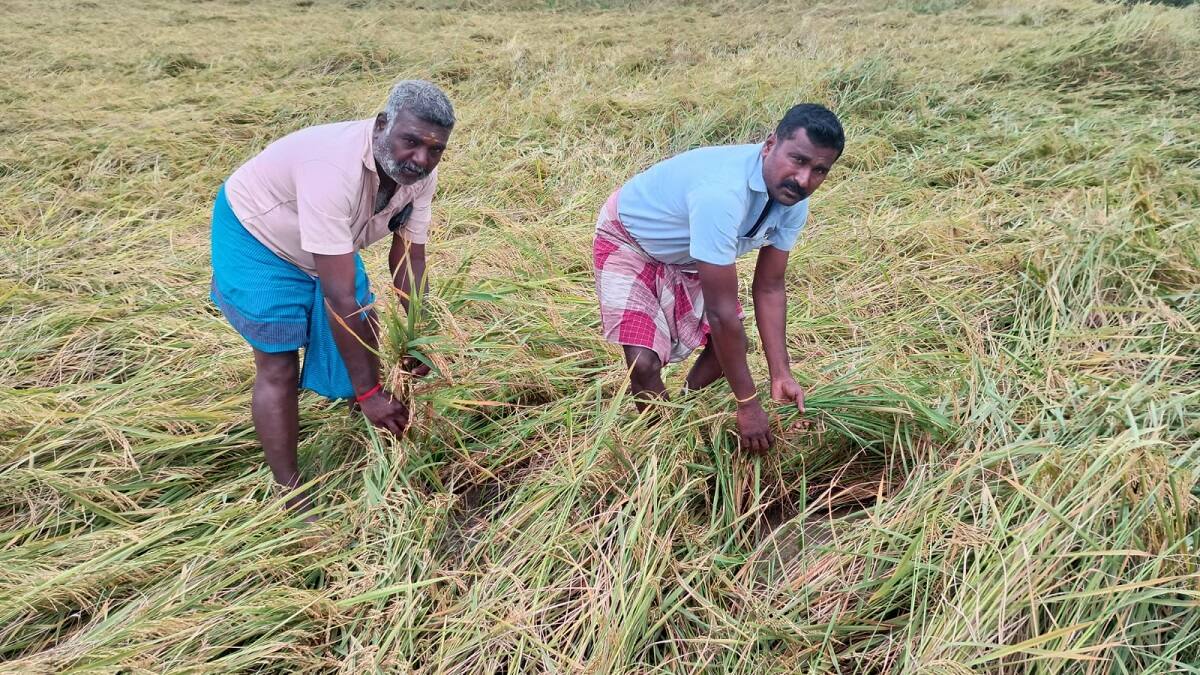 செலவு செஞ்சது கூட மிஞ்சாது... சம்பா பயிர்கள் சாய்ந்தன: வேதனையில் விவசாயிகள்