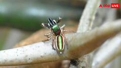 बघीरा किपलिंगी, दुनिया की एकमात्र शाकाहारी मकड़ी, इस खास वजह से भी हो रही वायरल