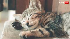 इन जानवरों को सोने के लिए नहीं पड़ता है लेटना, खड़े-खड़े सोते