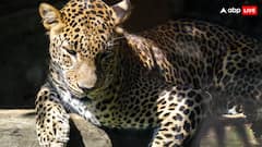 तेंदुआ इसलिए इंसानों पर करता है हमला, शरीर के इस हिस्से पर करता है पहला वार