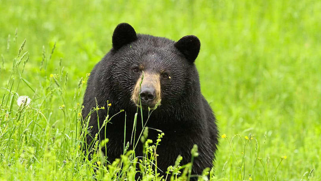 Bear Encounters Rise In Japan’s Tourist Hotspots As Attacks Hit Record High