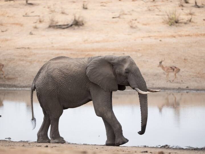 वहीं मादा हाथी में तनाव तब कम होता है, जब उसके पास उसका बच्‍चा होता है. शोधकर्ताओं का कहना है जब हाथी तनाव की स्थिति में होते हैं, तो इनके दिमाग पर इसका नकारात्‍मक असर होता है.