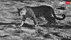 तेंदुआ इसलिए इंसानों पर करता है हमला, शरीर के इस हिस्से पर करता है पहला वार