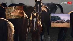 इन जानवरों को सोने के लिए नहीं पड़ता है लेटना, खड़े-खड़े सोते