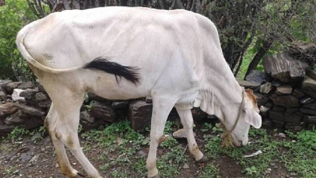 கோமியம் குடித்தால் ஜூரம் போகுமா? - இந்திய கால்நடை ஆராய்ச்சி நிறுவனம் என்ன சொல்லுது தெரியுமா?