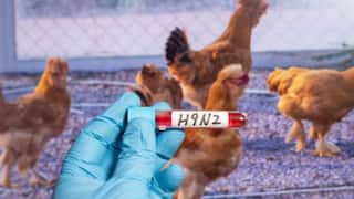 अमेरिका में तेजी से बढ़ रहे हैं H5N1 से ह्यूमन फ्लू के मामले, CDC ने जारी की रिपोर्ट