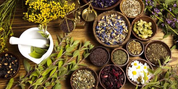 These 5 plants are a treasure trove of antioxidants, a boon for women's health Health Tips: આ 5 વનસ્પતિ એન્ટીઓક્સિડન્ટસનો છે ખજાનો,  મહિલાના સ્વાસ્થ્ય માટે છે વરદાન