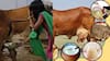 Panchagavya: பஞ்சகவ்யம் என்றால் என்ன? எப்படி தயாரிப்பது? எதற்கு பயன்படும்? முழு விவரம்