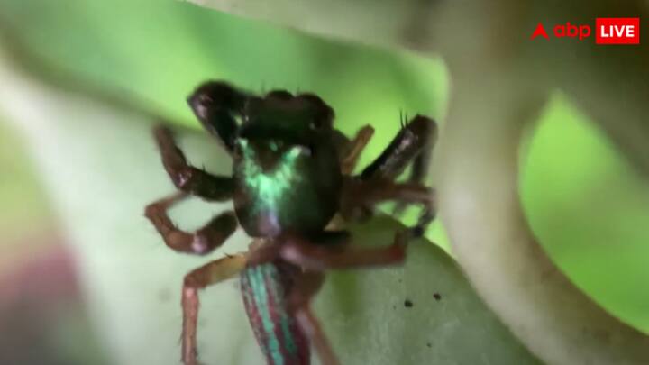 मध्य अमेरिका और मेक्सिको के जंगलों में पाए जाने वाले बघीरा किपलिंगी की लंबाई केवल 5-6 मिमी होती है और यह अपना अधिकांश समय बबूल के पेड़ों की पुरानी पत्तियों पर बिताता है.