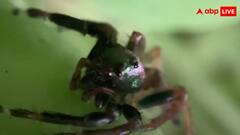 बघीरा किपलिंगी, दुनिया की एकमात्र शाकाहारी मकड़ी, इस खास वजह से भी हो रही वायरल