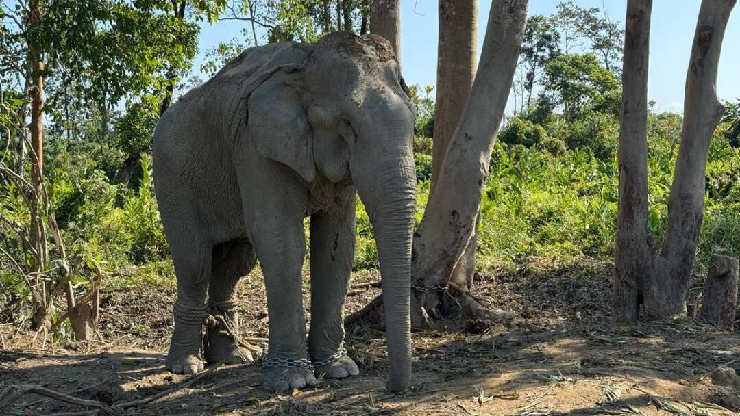 Vantara To Offer Chain-Free Haven For 20 Elephants Rescued From Logging Industry Vantara To Offer Chain-Free Haven For 20 Elephants Rescued From Logging Industry Vantara To Offer Chain-Free Haven For 20 Elephants Rescued From Logging Industry