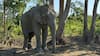 Vantara To Offer Chain-Free Haven For 20 Elephants Rescued From Logging Industry