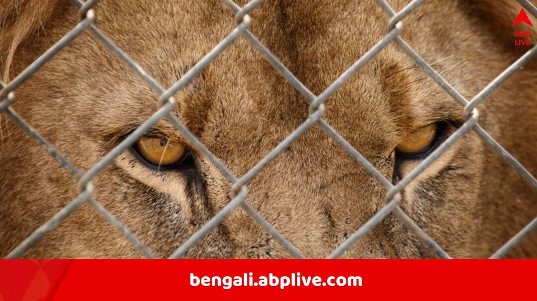 Viral News: TikTok বানাতে সিংহের খাঁচায় যুবক, পরিণতি হল ভয়ঙ্কর Pakistan man enters Lion Cage to film TikTok Video gets injured Viral News Viral News: TikTok বানাতে সিংহের খাঁচায় যুবক, পরিণতি হল ভয়ঙ্কর