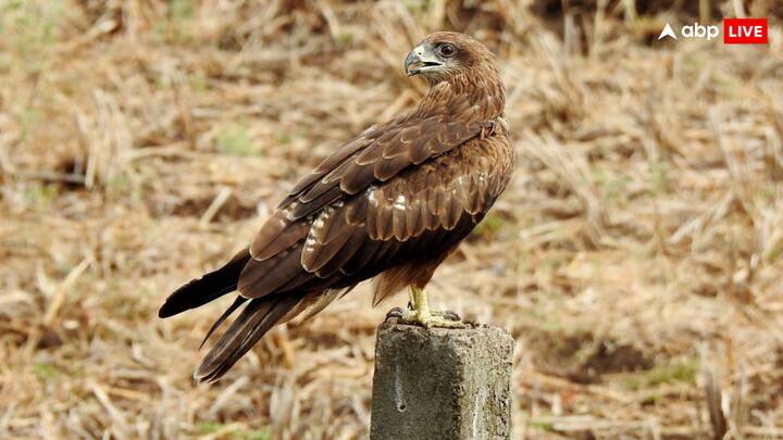 जानकारी के मुताबिक ब्लैक काइट ऑस्ट्रेलिया में सबसे ज्यादा पाया जाता है. इसके अलावा ये पक्षी भारत समेत, एशिया, यूरोप और अफ्रीका में भी देखने को मिलता है.