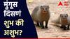 Astro Tips : मुंगूस दिसणं शुभ की अशुभ? मुंगूस दिसण्या अर्थ नेमका काय? जाणून घ्या