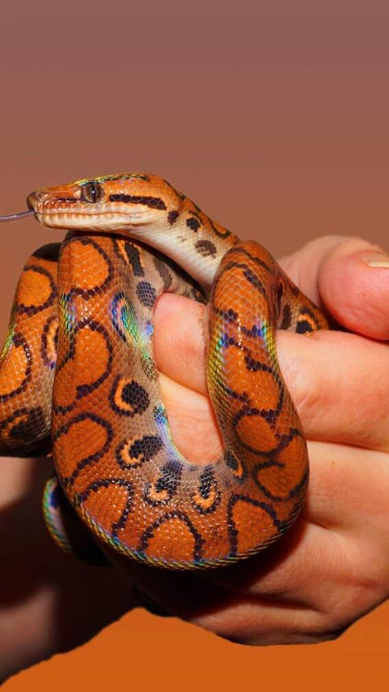 कौन सी गंध को जहर समझकर भाग जाते हैं सांप?