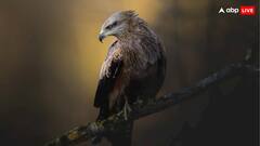 इस पक्षी को कहते है फायरहॉक रैप्टर, जानिए इसके नाम के पीछे की कहानी