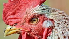 Kerala: Police, PETA Step In to Stop Rooster Sacrifice At Temple