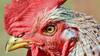 Kerala: Police, PETA Step In to Stop Rooster Sacrifice At Temple