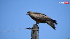 इस पक्षी को कहते है फायरहॉक रैप्टर, जानिए इसके नाम के पीछे की कहानी